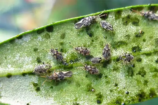 What is dinotefuran used for?